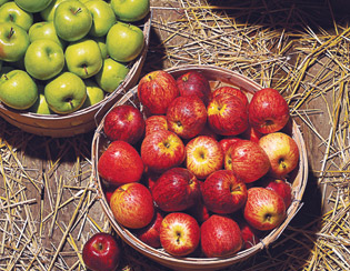 Apple-Picking: Johnsons Corner Farm