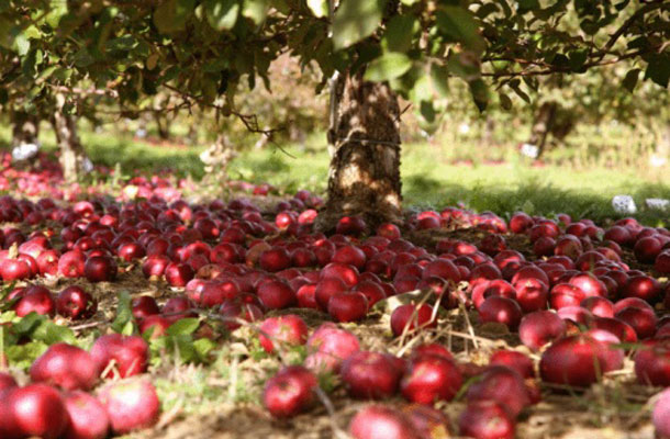 STYER ORCHARD