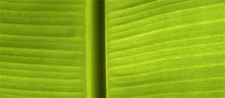 Banana Leaf