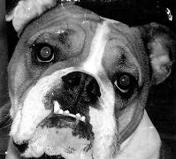 Good Dog Bar Photo Contest
