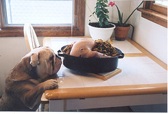 Thanksgiving Bull Dog