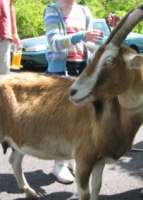Tastes Goaty