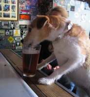 pooch_beer.jpg