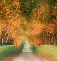 Brewer’s Harvest