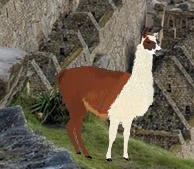 chifa_llama