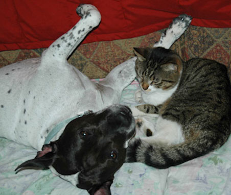 DogCat