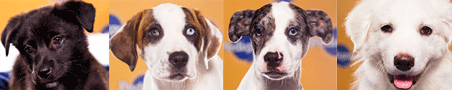 puppies2