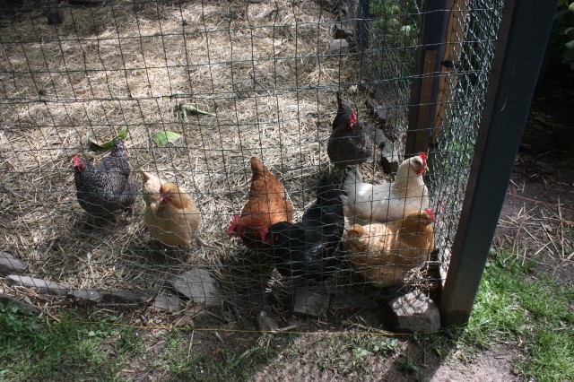 chicken_cluster_at_the_door