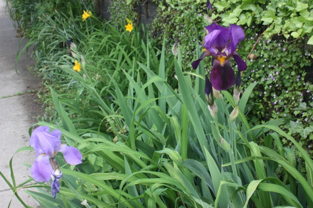 light_and_dark_irises