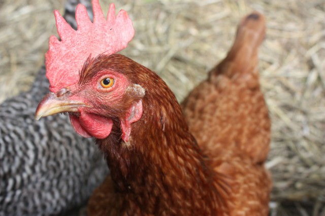 chicken.profile
