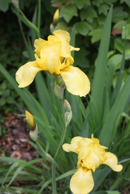yellow
