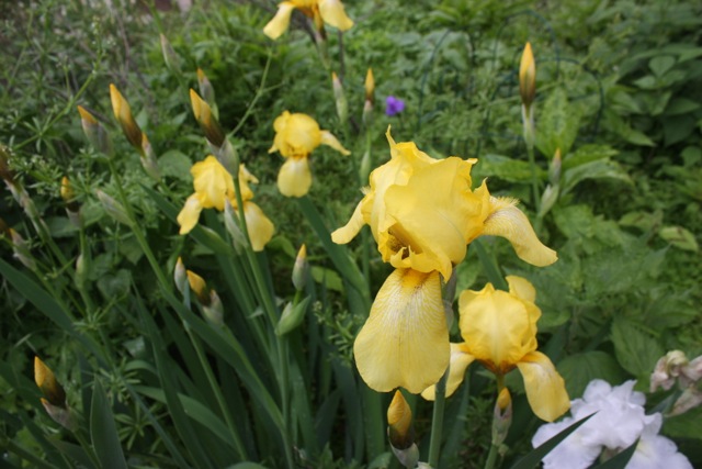 yellow_white