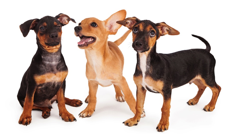 Help Make Philly a No-Kill City Shutterstock