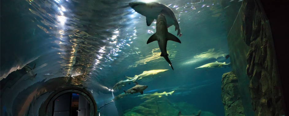 adventure aquarium