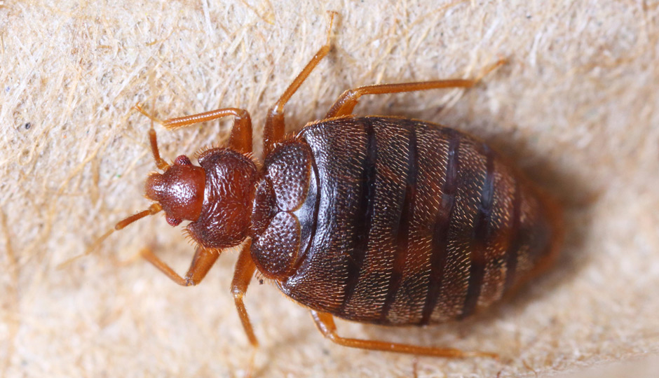 shutterstock_bedbug-940x540