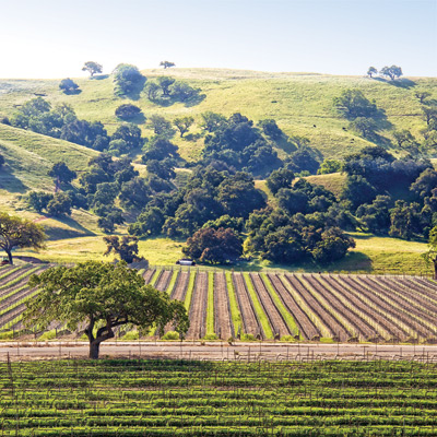 Wineries abound in Santa Barbara County