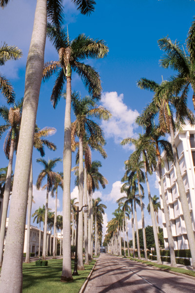 One of the many tree-lined streets in town. Robin Hill/Photolibrary/Getty Images.
