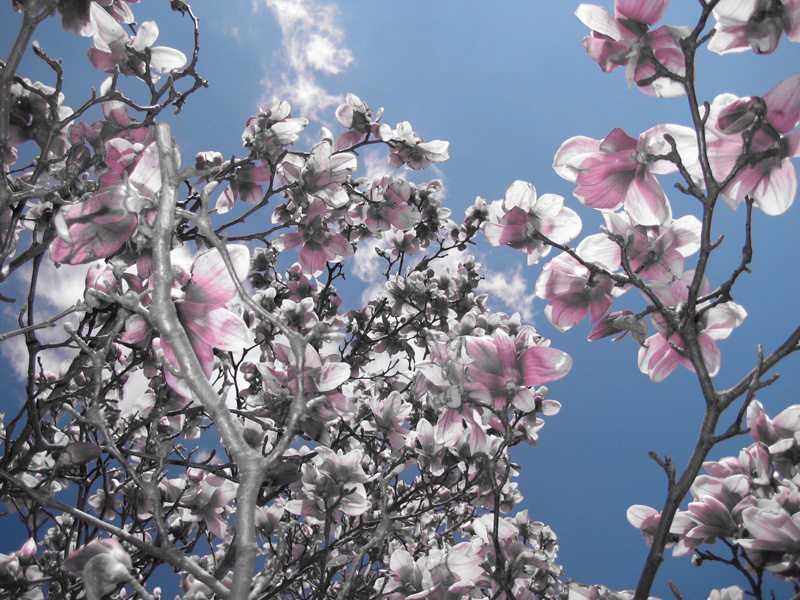 Sakura, more commonly known as cherry blossoms, bloom once spring begins in Japan
