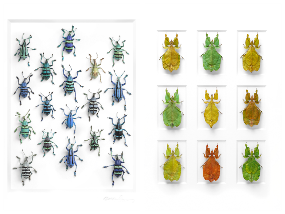pinned academy of natural sciences