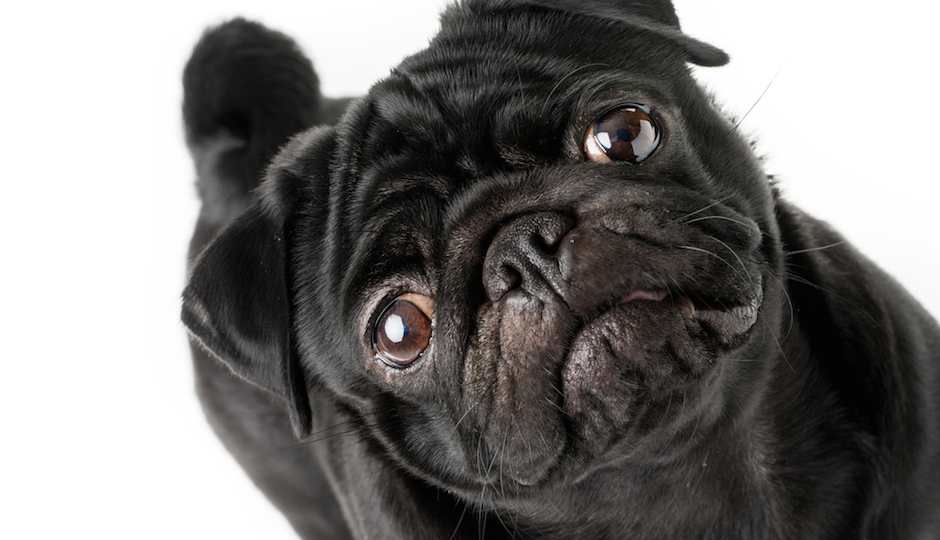 shutterstock_sad-puppy-pug-940x540