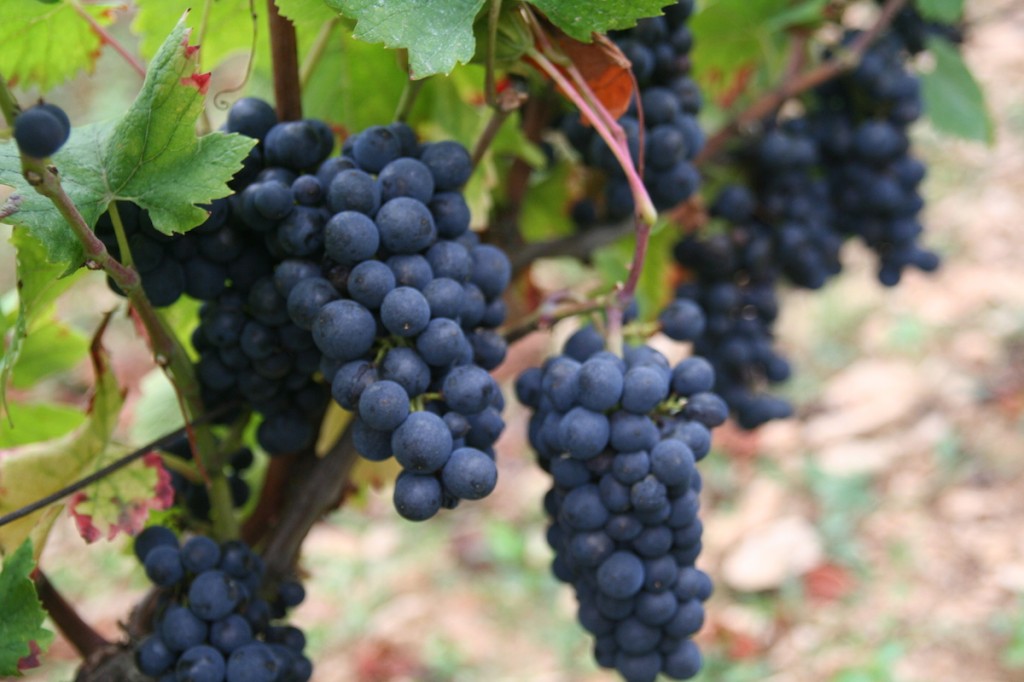 Calling all oenophiles to Haddonfield this weekend!