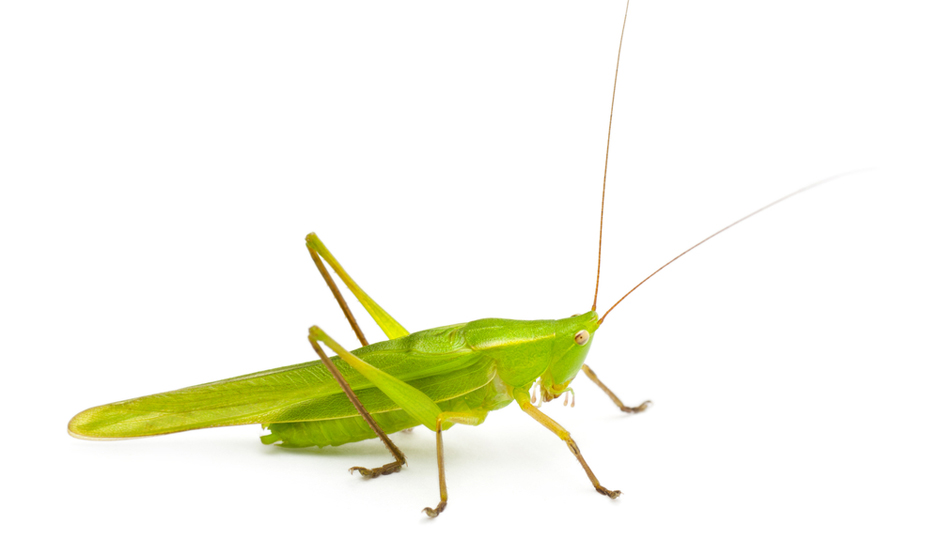Shutterstock