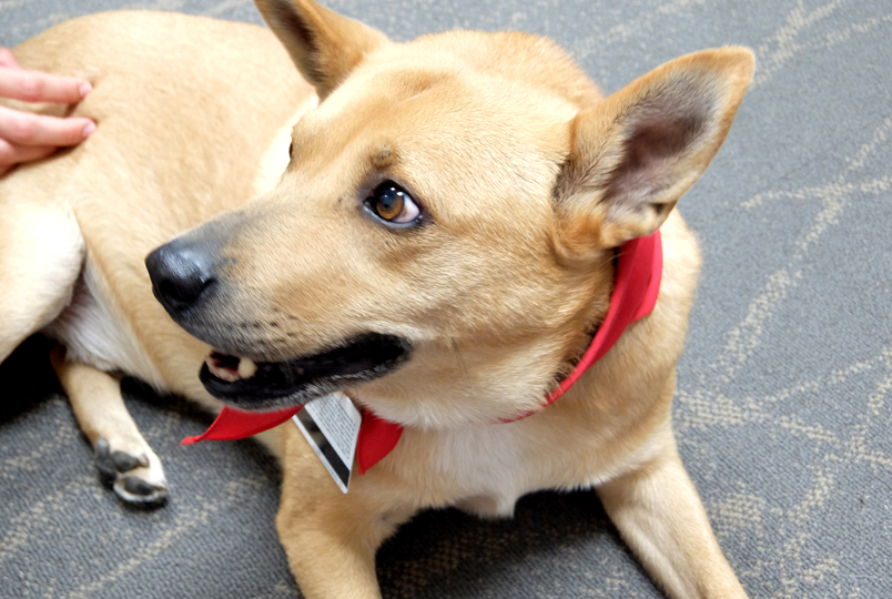 Jersey, Drexel University's resident therapy dog.