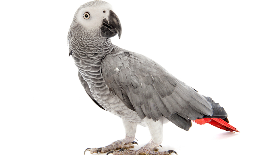 african grey parrot