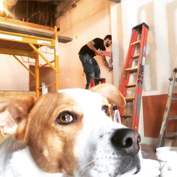 Buster surveys the progress at Big Gay Ice Cream.