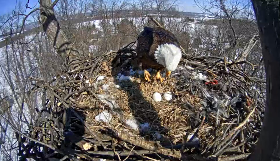 Earlier today on the Hanover, Pennsylvania, Eagle Cam.