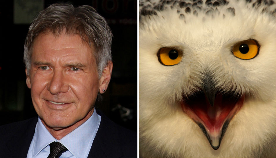 harrison-ford-snowy-owl-940x540