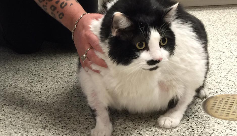 33-pound-cat-sprinkles-2-940x540