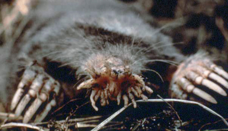 "Condylura" by http://www.nps.gov/acad/flow/pix/starnosedmole.jpg which was linked on http://www.nps.gov/acad/flow/mammals.html ; English WP: uploaded by en:User:Big iron. Licensed under Public Domain via Wikimedia Commons.