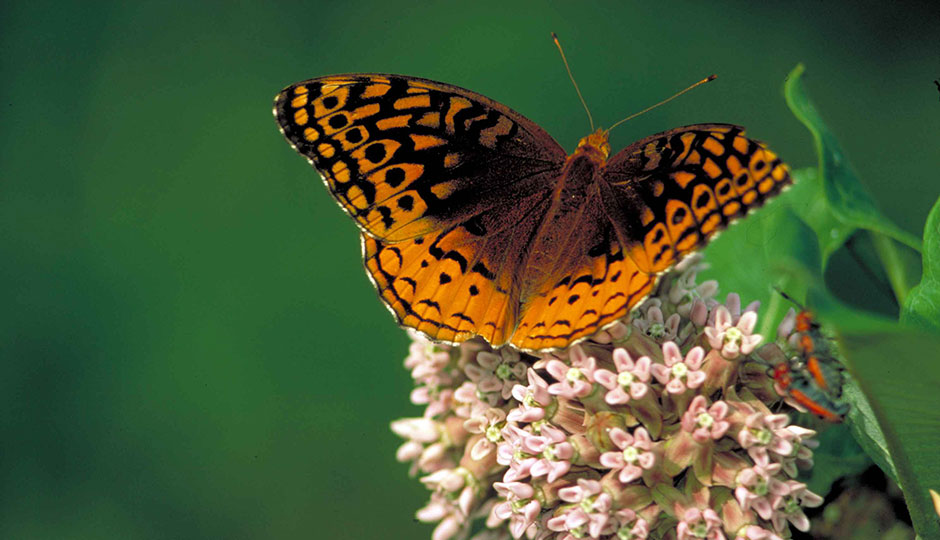 "Great spangled fritillary on common milkweed butterfly speyeria cybele" by Barnes Dr Thomas G, U.S. Fish and Wildlife Service - http://www.public-domain-image.com/public-domain-images-pictures-free-stock-photos/fauna-animals-public-domain-images-pictures/insects-and-bugs-public-domain-images-pictures/butterflies-and-moths-pictures/great-spangled-fritillary-on-common-milkweed-butterfly-speyeria-cybele.jpg. Licensed under Public Domain via Wikimedia Commons.