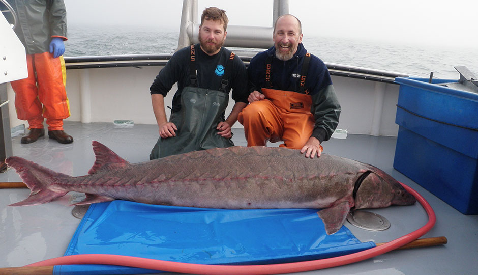 University of Delaware student Matt Breece and professor Dewayne Fox with a 206-pound female sturgeon collected off the Delaware shore in 2012 as part of a NOAA-National Marine Fisheries Service project. It was later released. Photo | Delaware State University - Aquatic Sciences