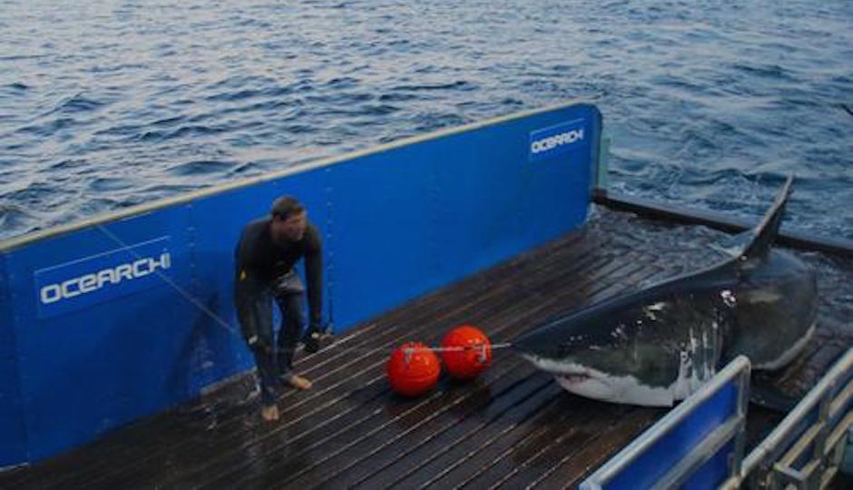 Source: @MaryLeeShark on Twitter
