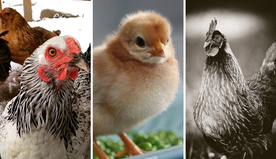 Philadelphia chickens! Photographs, from left, courtesy of Taylor Kyuk-White, Maureen Breen, and Linette