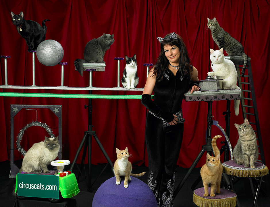 Acro-Cats Circus Cats