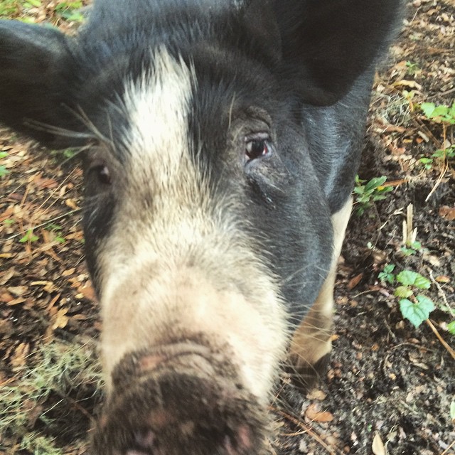 aldine pig