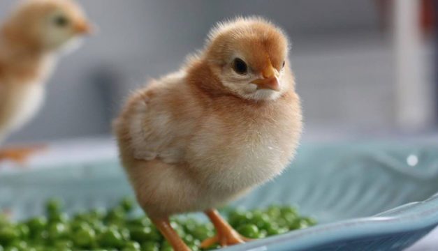 CHICK PEAS: Maureen Breen's hen Michelle -- named after the First Lady -- in 2010, standing in a bowl of peas. (Photo courtesy Maureen Breen.)