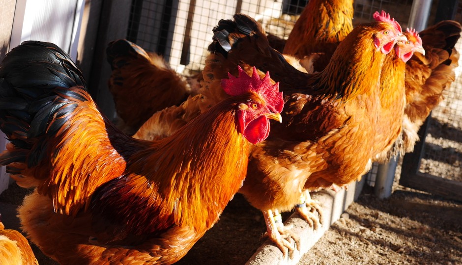 I'll give you my humanely-raised urban chicken when you pry it from my cold, dead hands. | Shutterstock.com