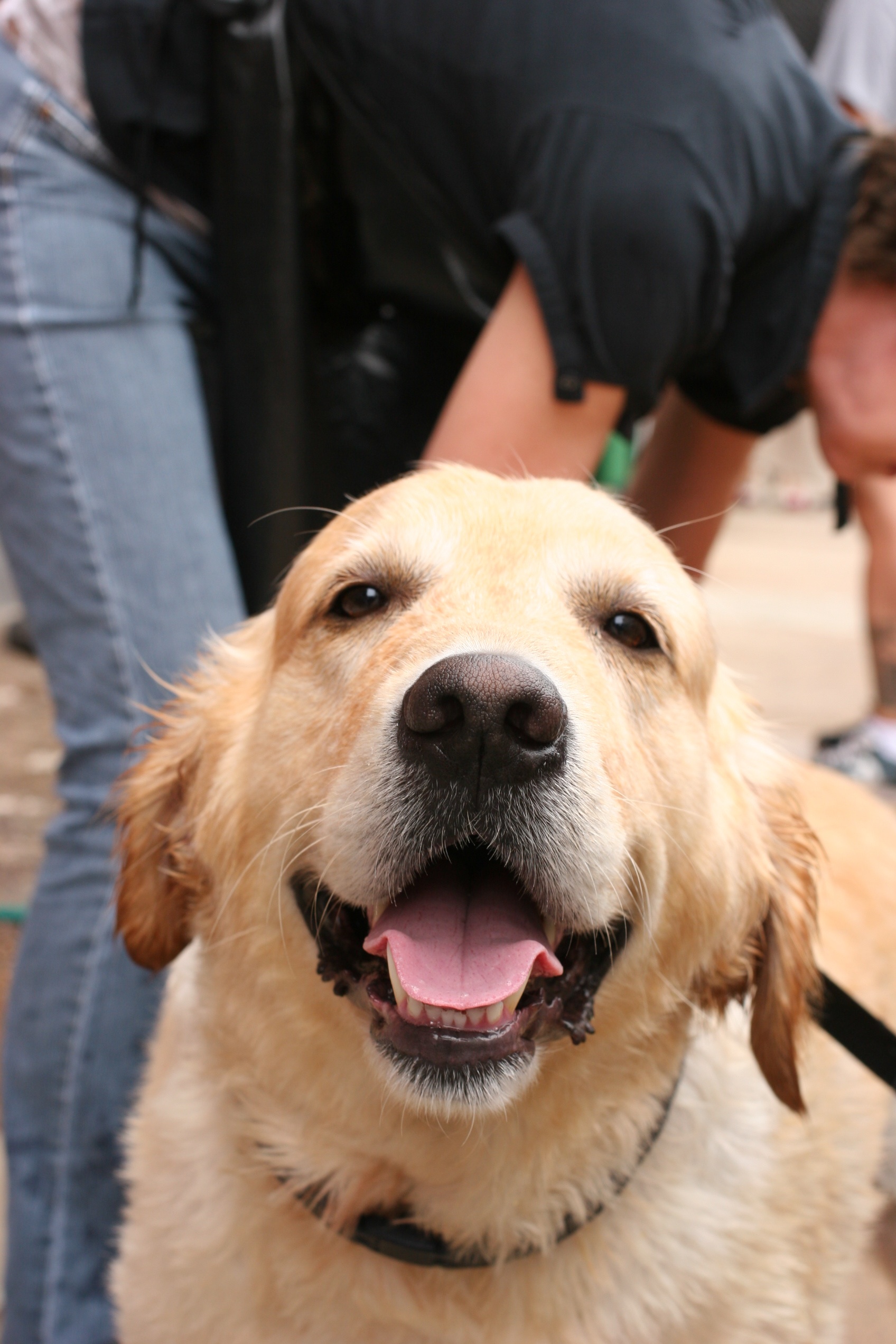 Even if you don't have a dog, you should go to be around faces like this