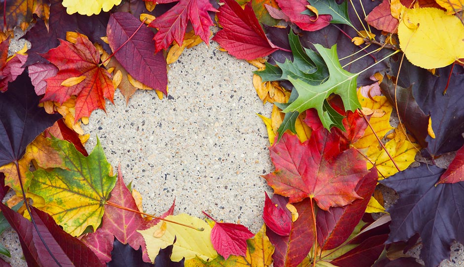 Photograph: Suzanne Tucker/Shutterstock