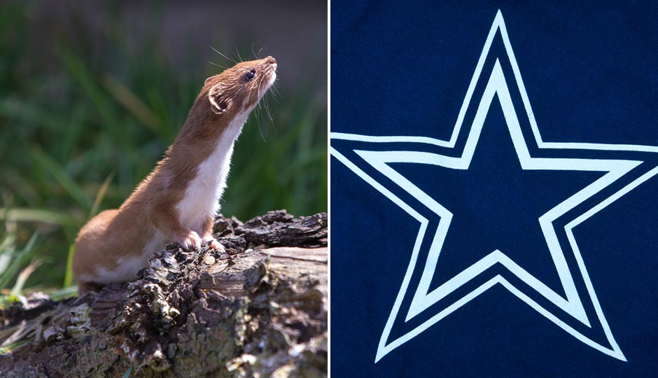 Cowboys star, weasel via Shutterstock. 