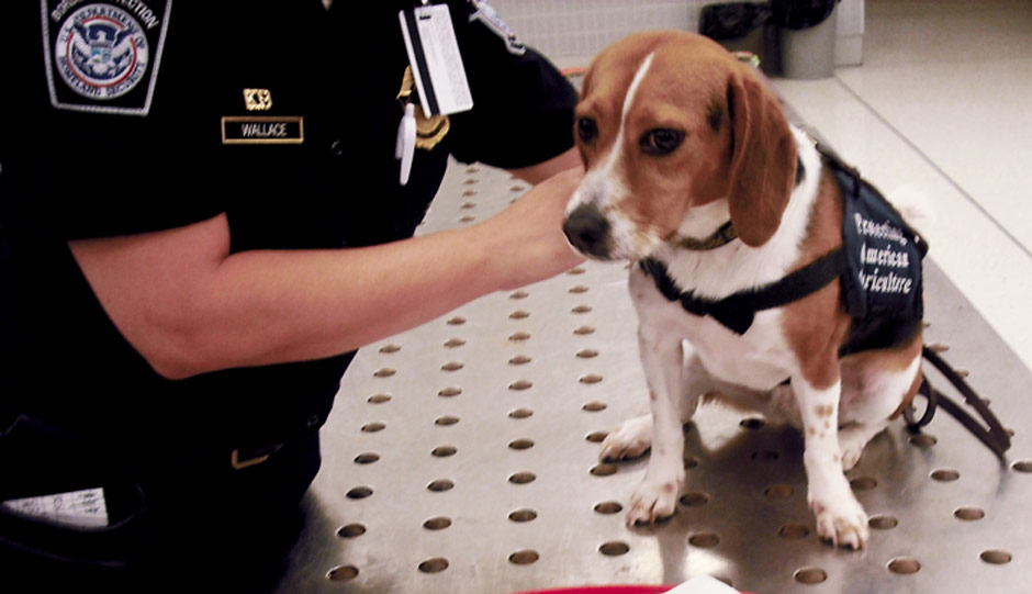 K9 Beagle Auburn - Customs and Border Protection