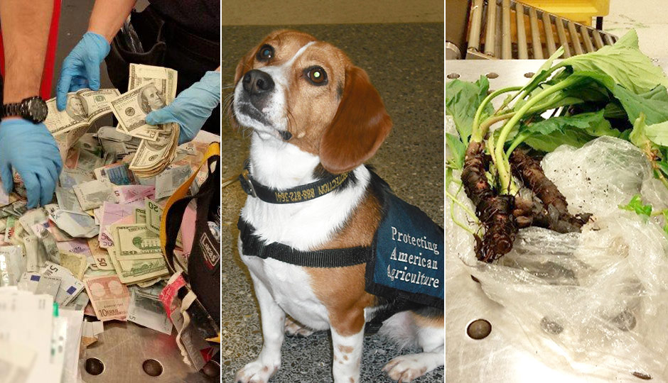 Customs Beagle Auburn - and what she seized
