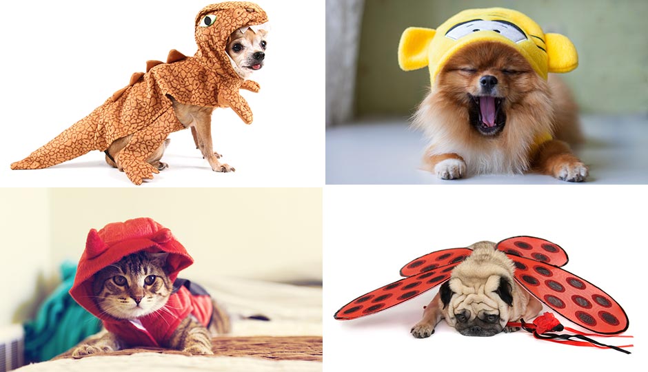 Shutterstock.com 