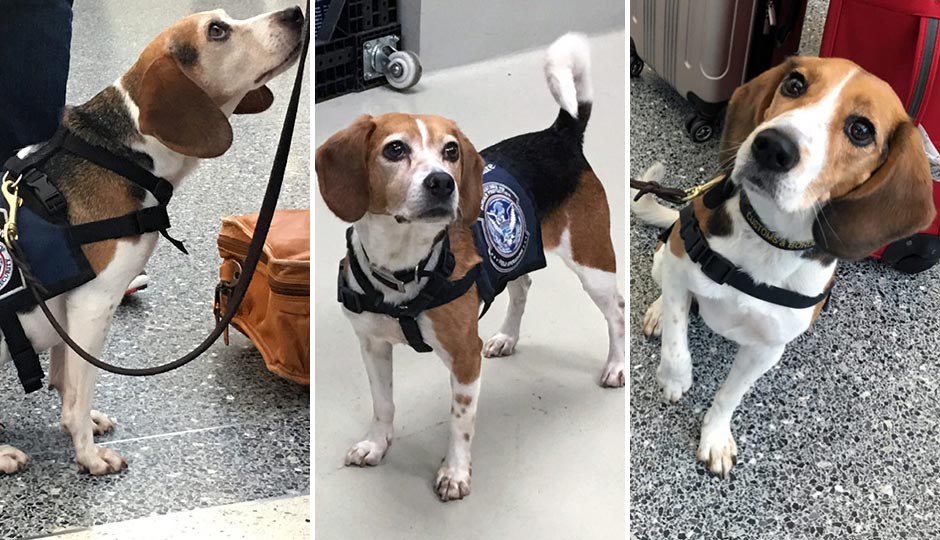 From left: K9s Mattie, Auburn and Yoshi. Photo | Dan McQuade