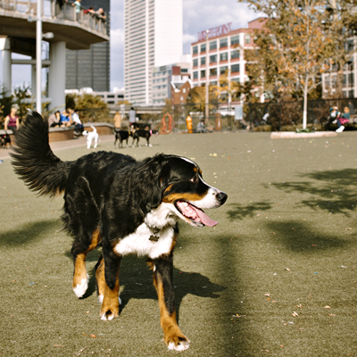 Schuylkill River Dog Park | Photo by Jauhien Sasnou