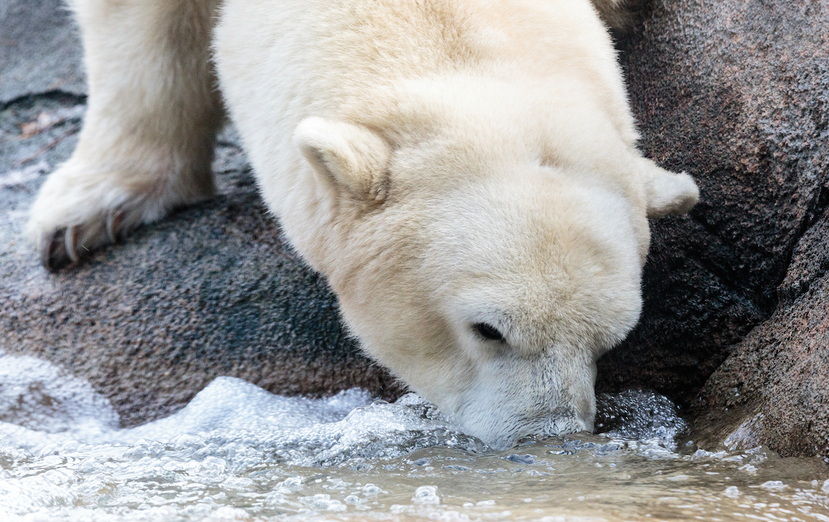 polar-bear-philadelphia-zoo1